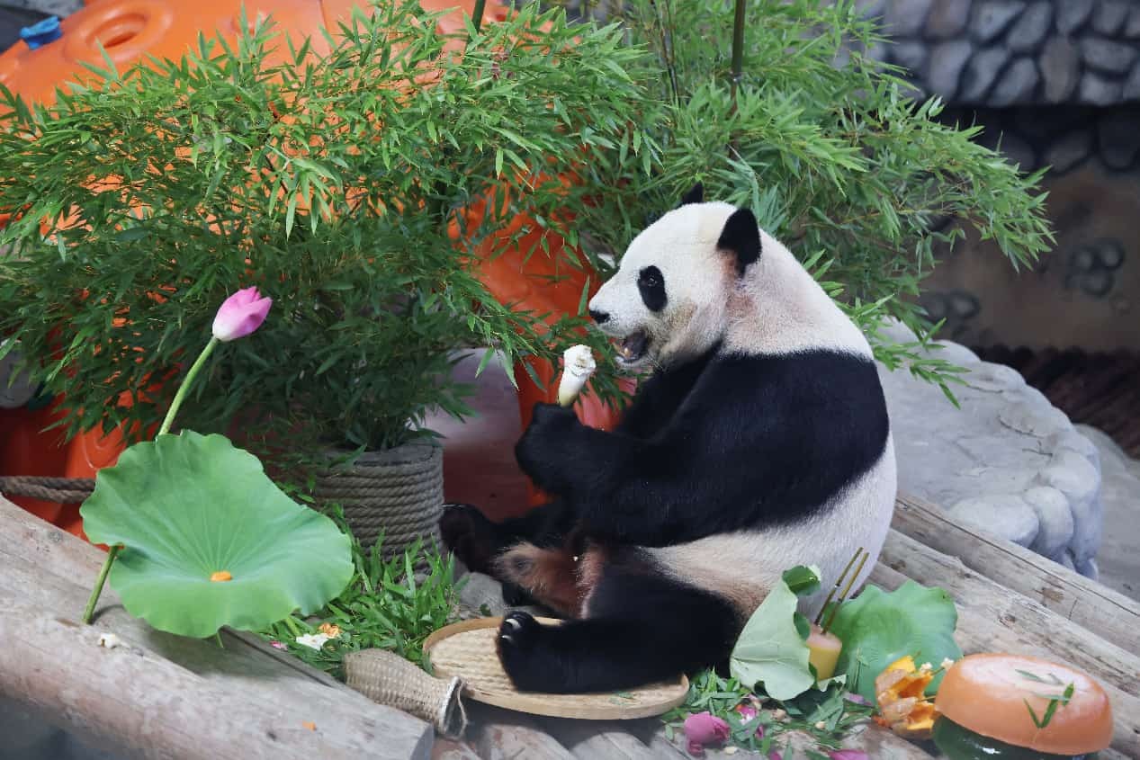 La conservación de los pandas fortalece los vínculos globales