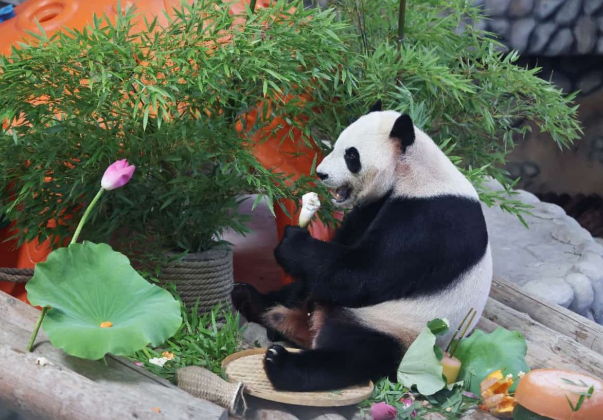 La conservación de los pandas fortalece los vínculos globales