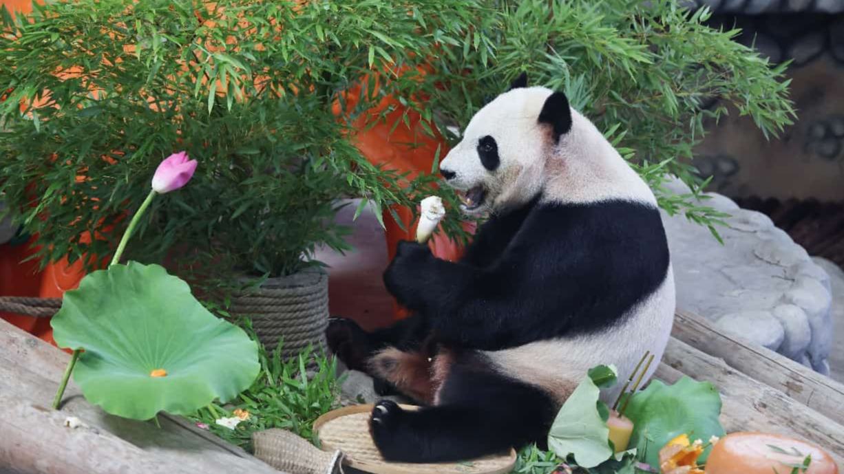 La conservación de los pandas fortalece los vínculos globales