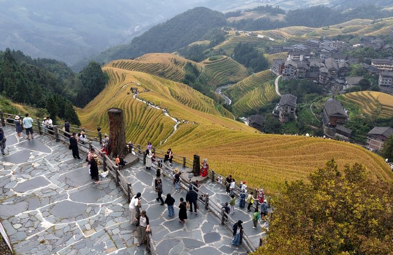Guangxi: Turistas visitan campos en terrazas de Longji