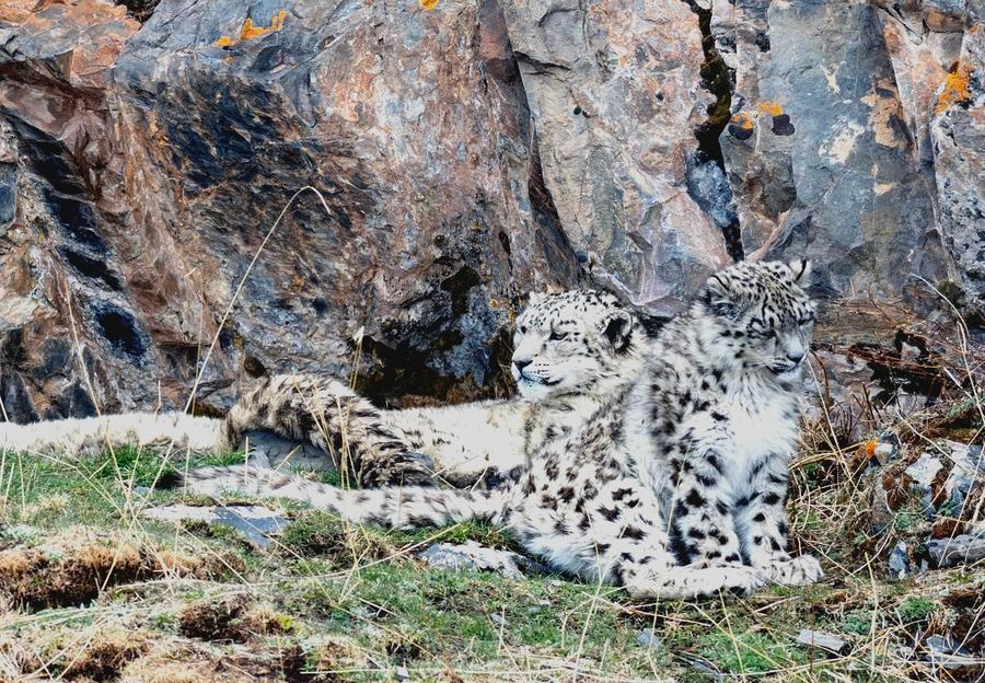 Dos leopardos de las nieves descansan en un paraje del distrito de Shiqu de la prefectura autónoma tibetana de Garze, en la provincia de Sichuan, suroeste de China, el 12 de mayo de 2026. (Xinhua/Wen Zhenxiao)