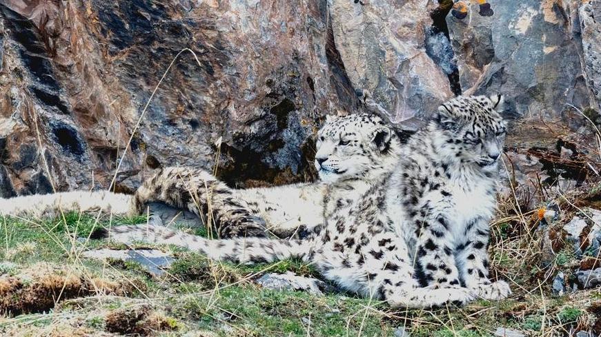 China refuerza protección para creciente población de leopardos de las nieves